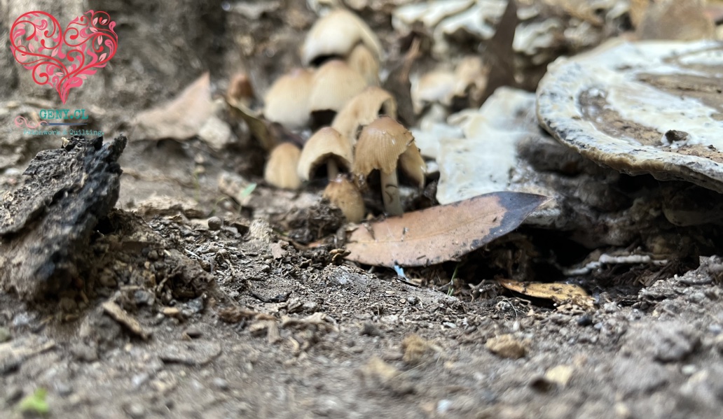 Otoño, hongos de mi jardín